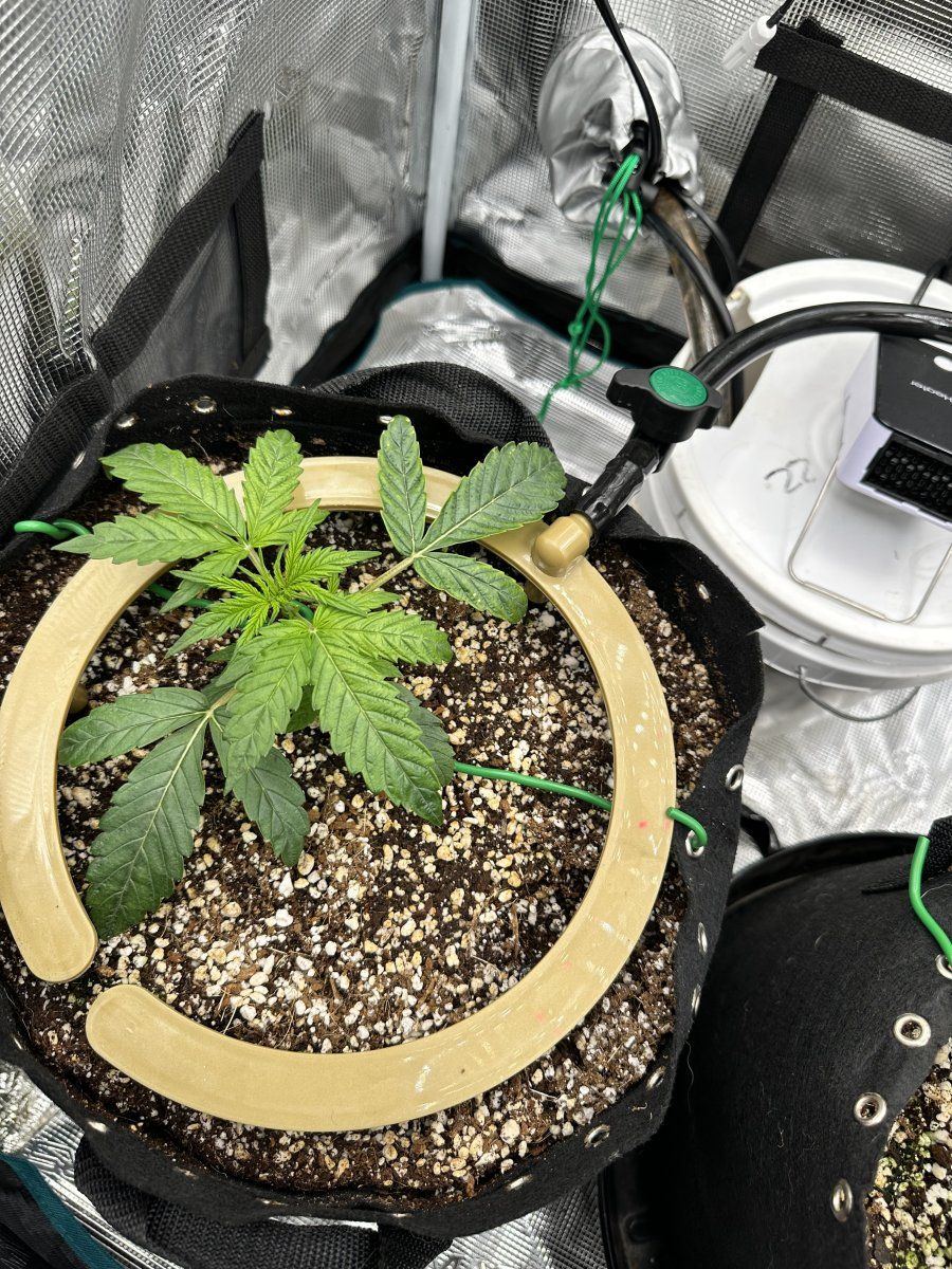 N overdose need advice amoknewbs second grow 3