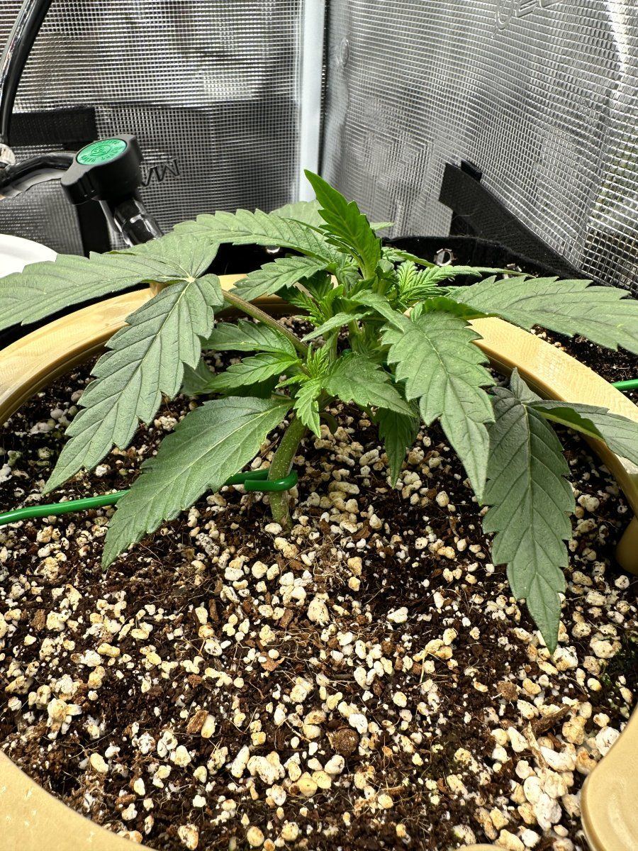 N overdose need advice amoknewbs second grow 4