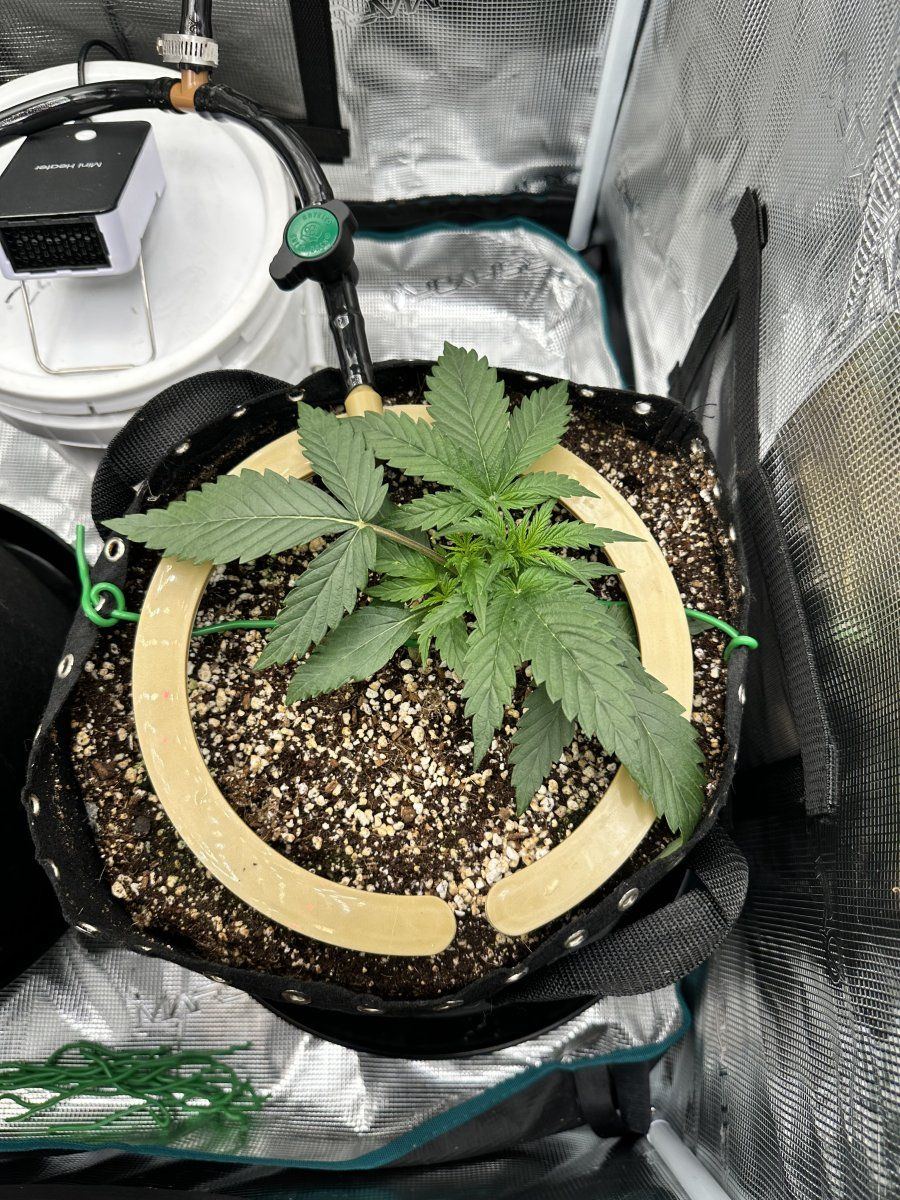 N overdose need advice amoknewbs second grow 5