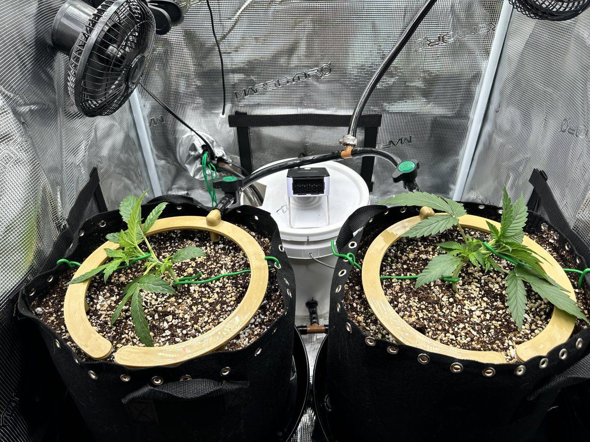 N overdose need advice amoknewbs second grow 6