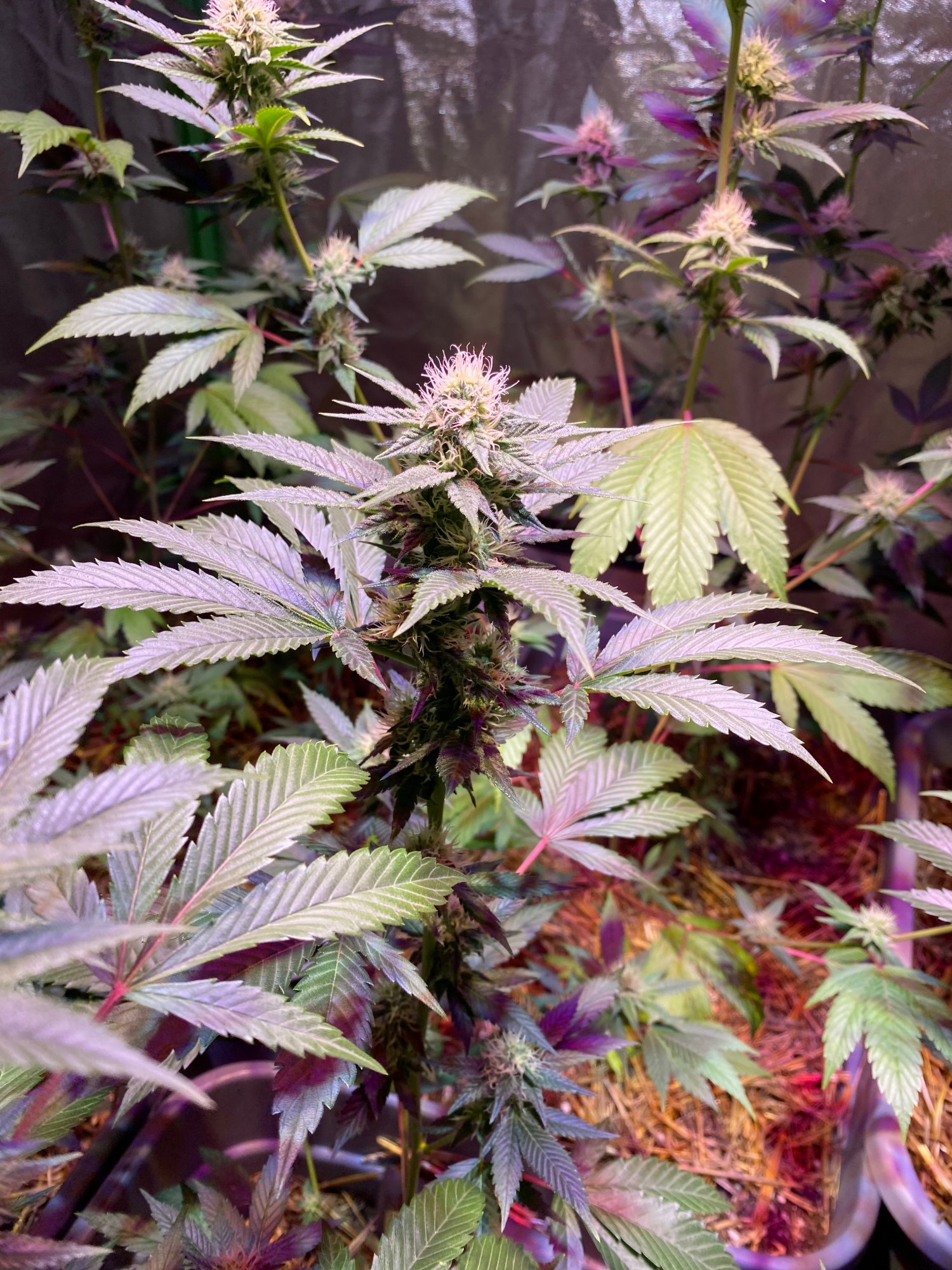 N3 flowertentbo