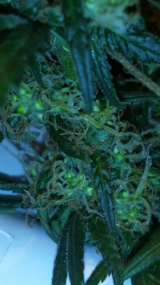 Nakedpistils