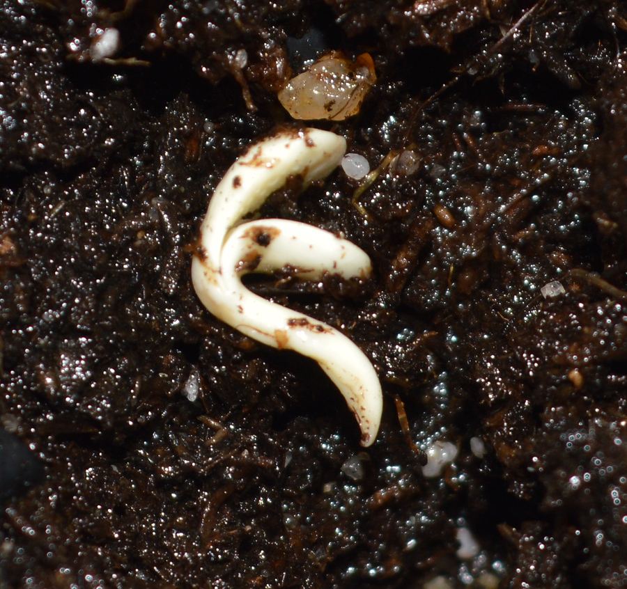 Nakedseedling