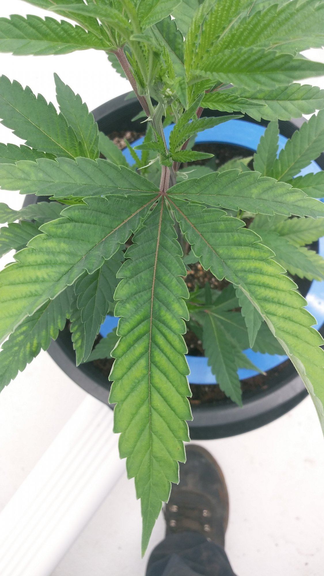 Name the deficiency