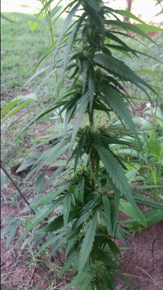 Name this strain 2