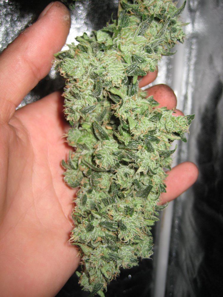 Name this strain 4