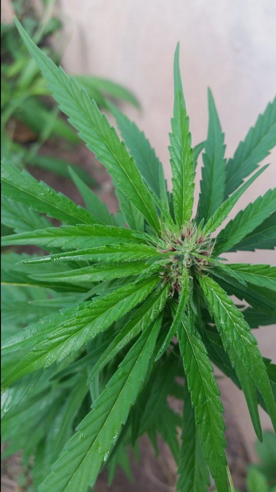 Name this strain