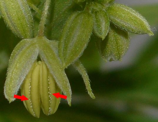 Nannertrichs ch