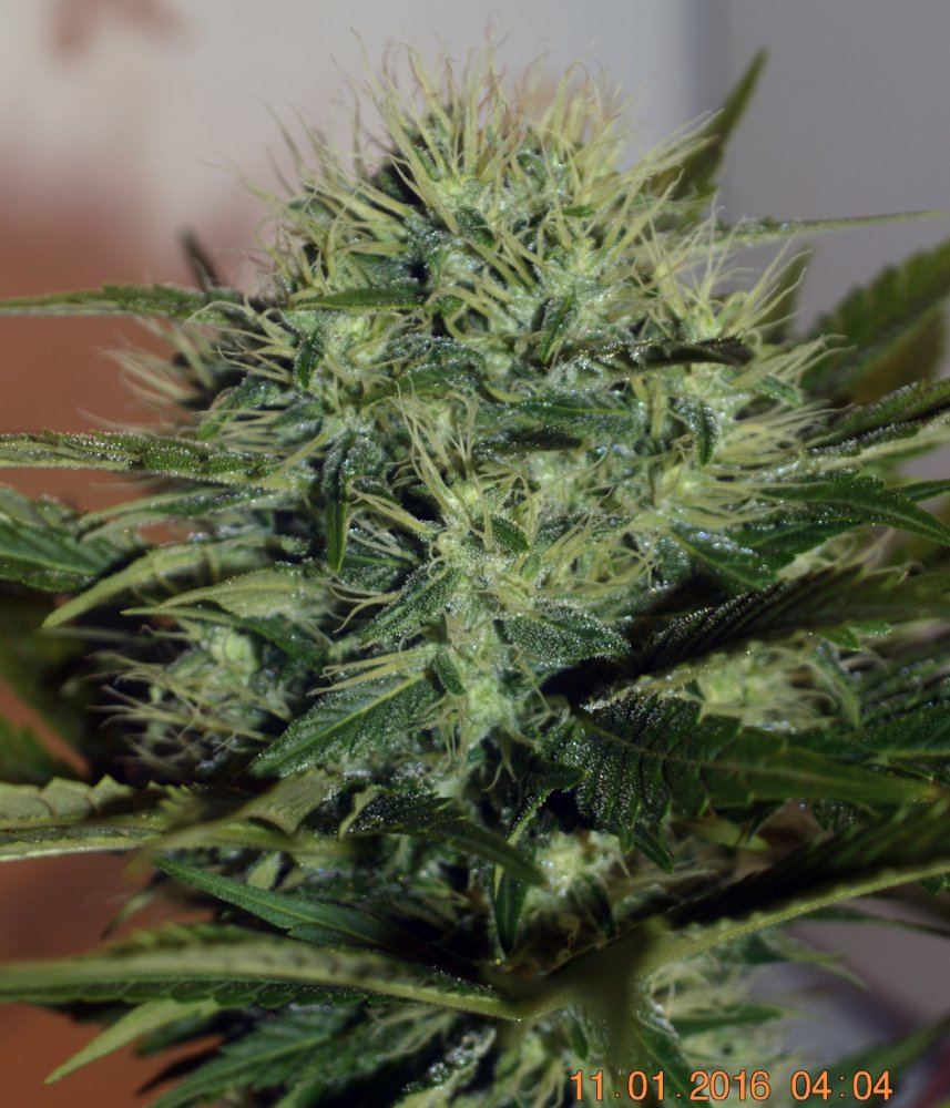 Nastyindica