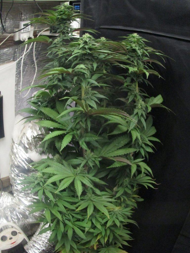 Nat bud 001