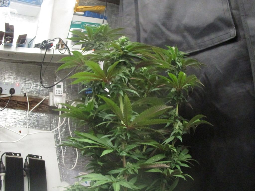 Nat bud 002