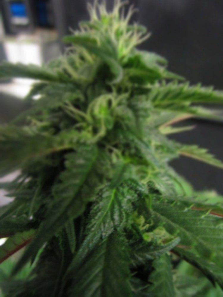 Nat bud 009