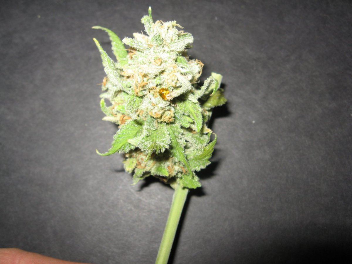 Natural concentrate 4