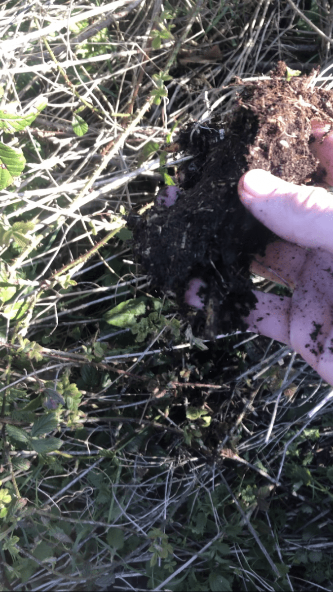 Natural organic soil or store boughtbio buzz 2