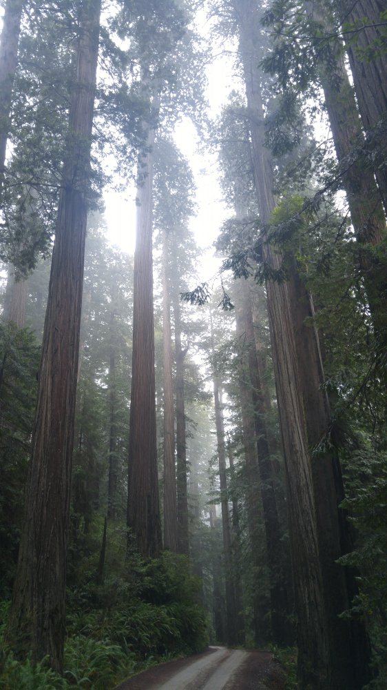 Nature 3