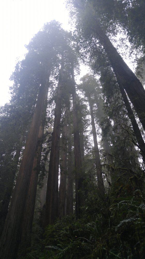 Nature 4