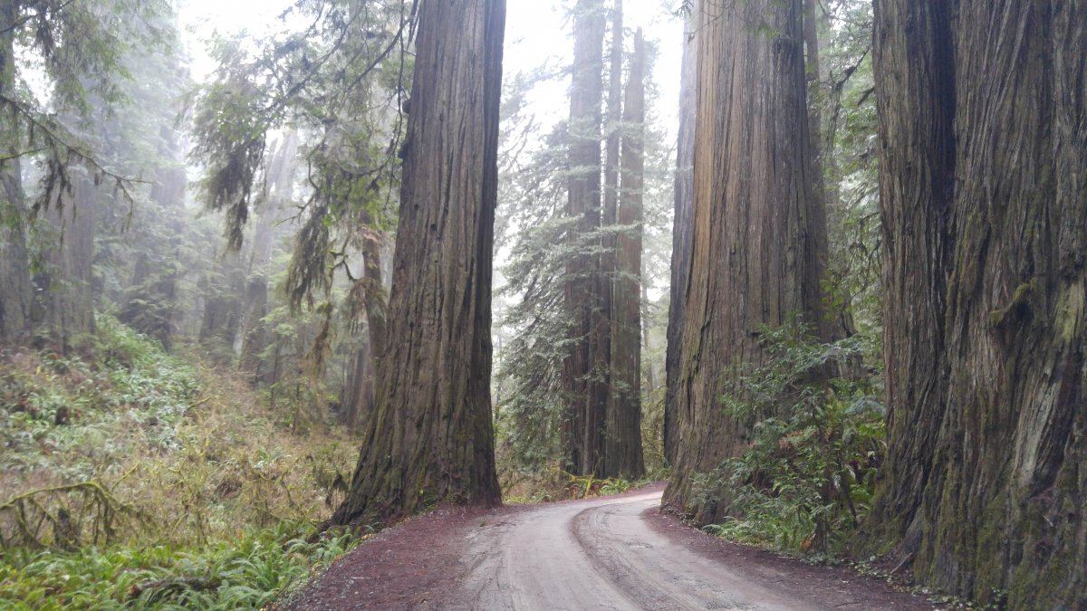 Nature 5