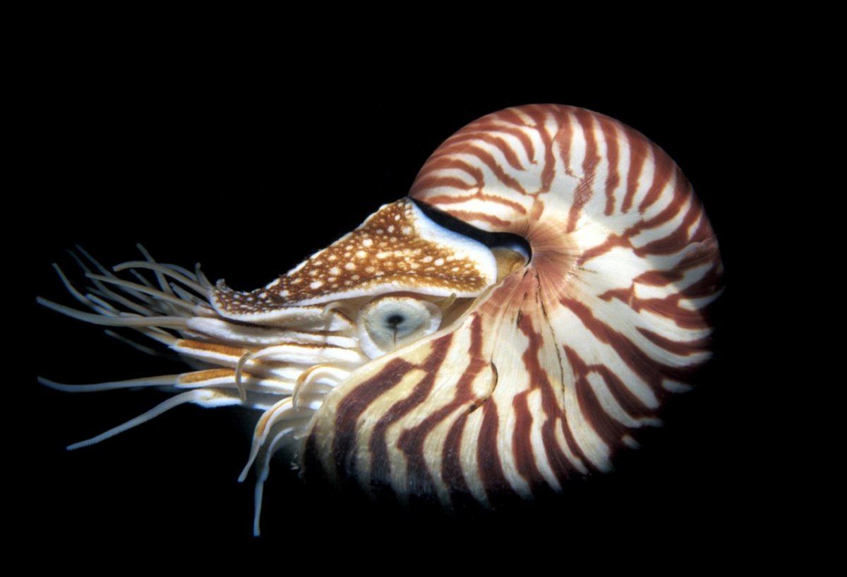 Nautilus1