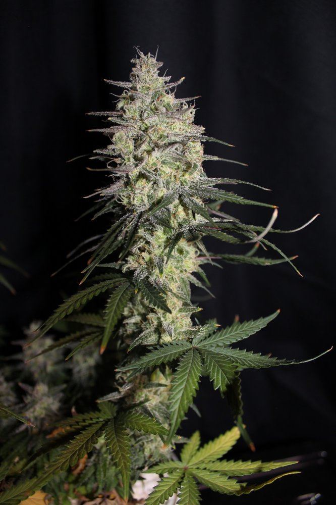 NC x Night Og 1