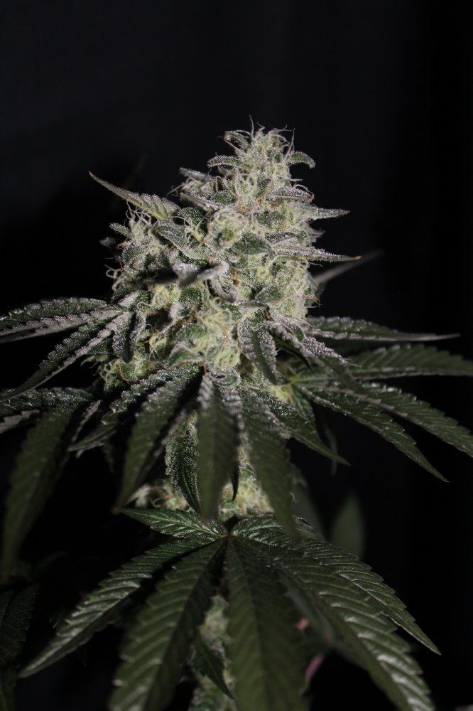 NC x Night Og 2