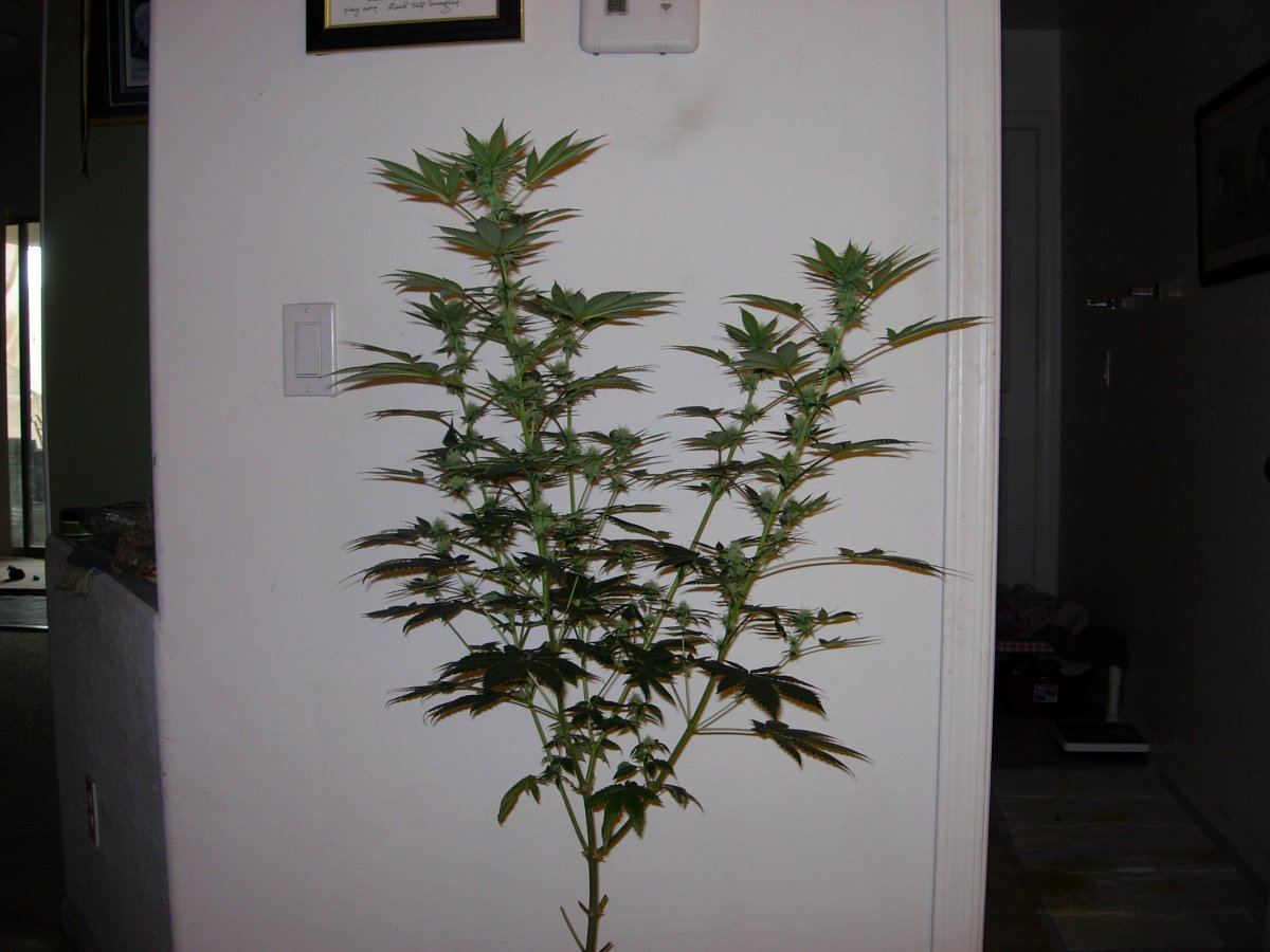 NCCP 1 sativa leaner