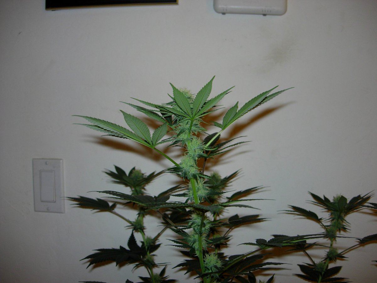 NCCP 2 sativa leaner 2