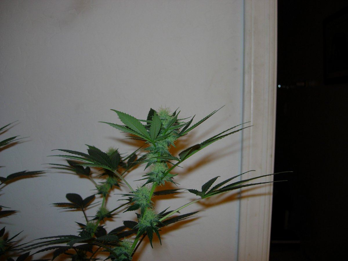 NCCP 3 sativa leaner 3