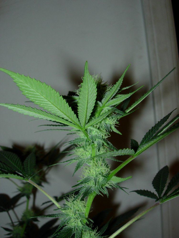 NCCP 4 sativa leaner 4