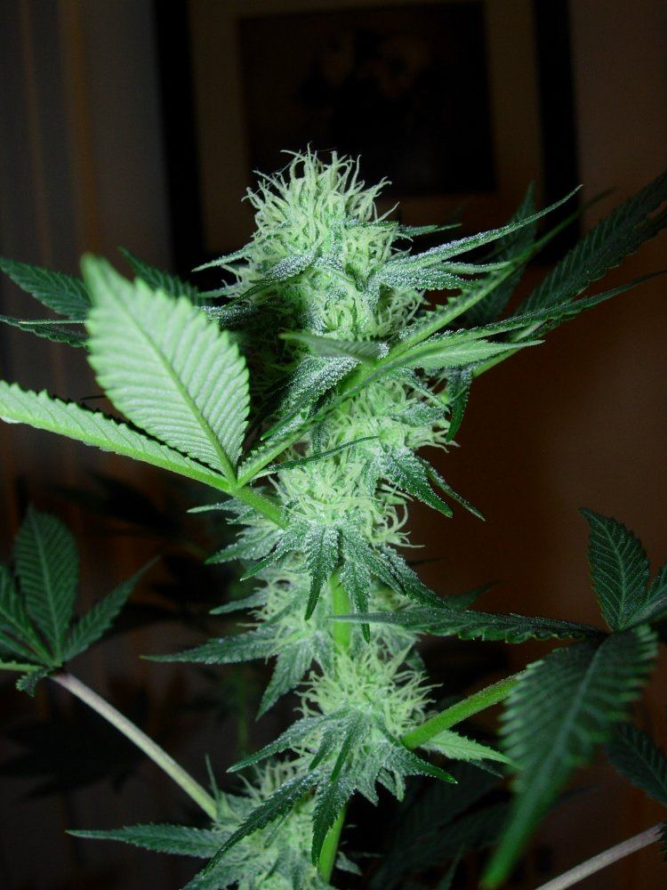 NCCP 5 sativa leaner 5