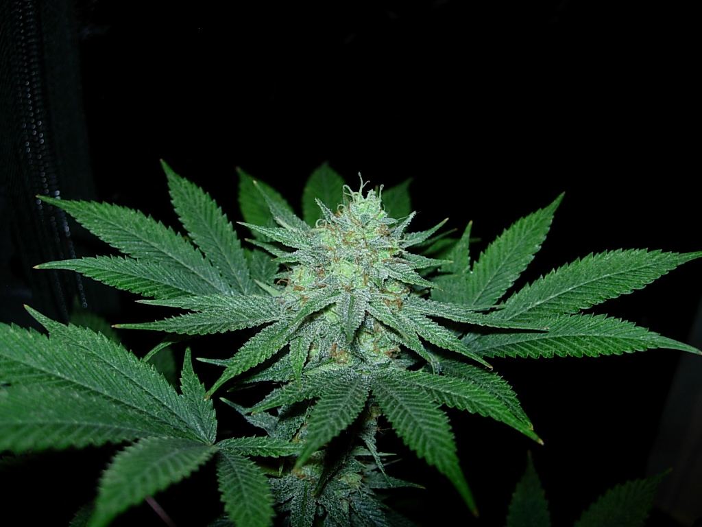 NCCP Bud shot 1