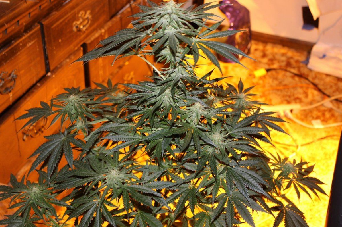 Ncpd x starfighter f2 aka pisaster test grow with 1 amazing pink 20 6