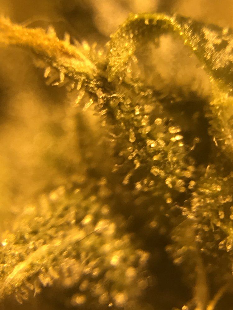 Need a little help identifying how ripe my trichomes are pictures attached and when to harvest 2