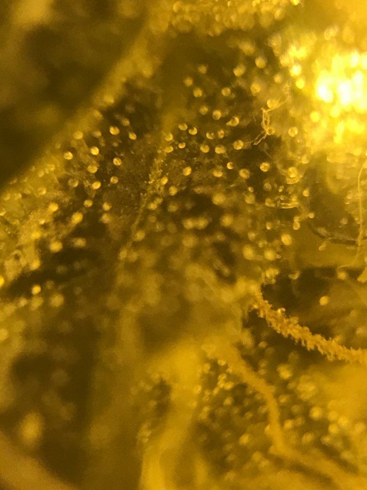 Need a little help identifying how ripe my trichomes are pictures attached and when to harvest 3