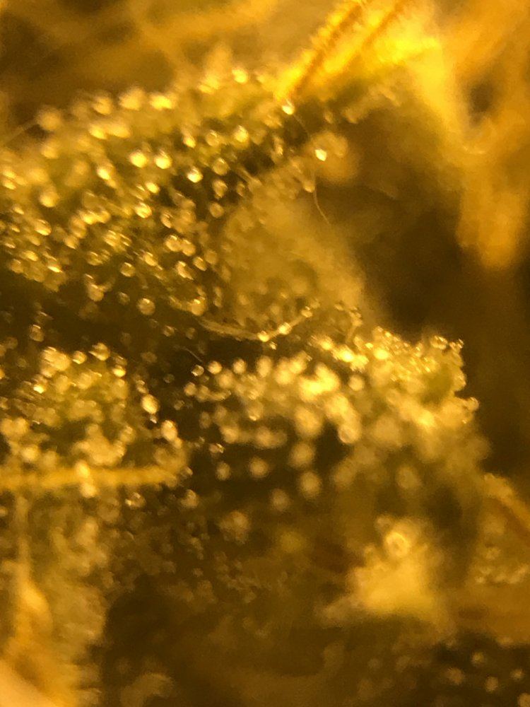 Need a little help identifying how ripe my trichomes are pictures attached and when to harvest 4