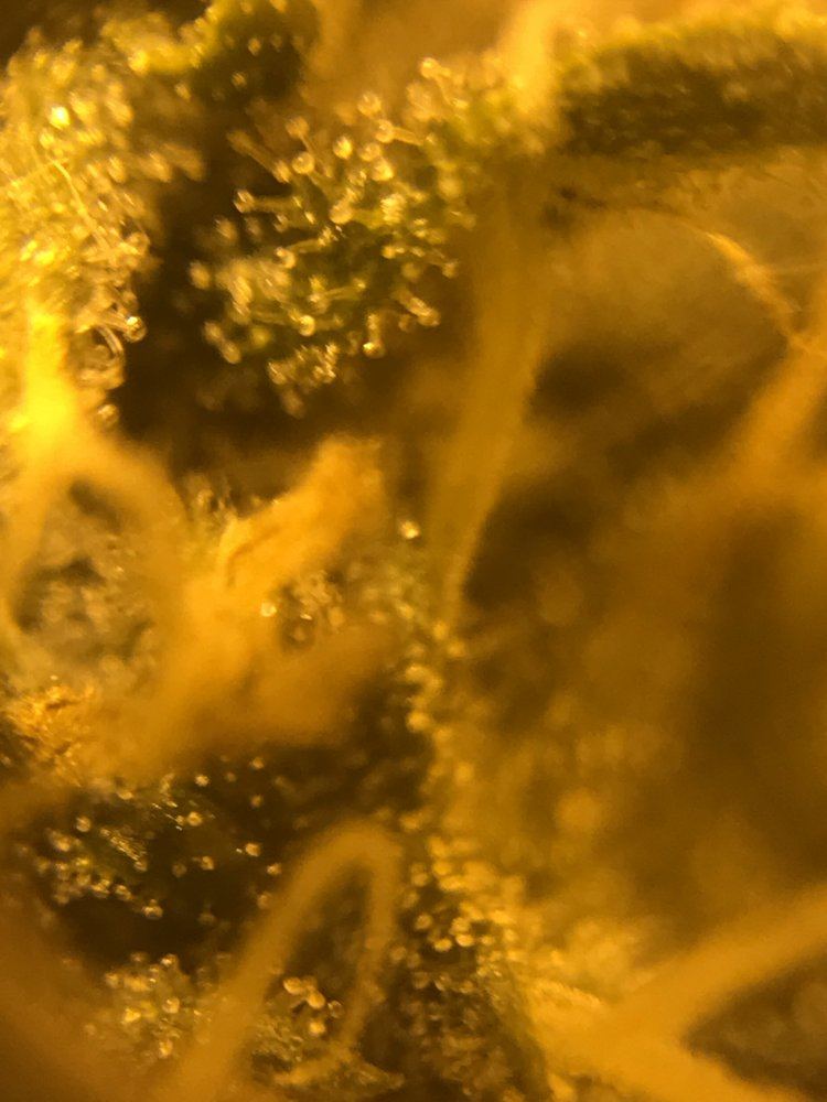 Need a little help identifying how ripe my trichomes are pictures attached and when to harvest 6