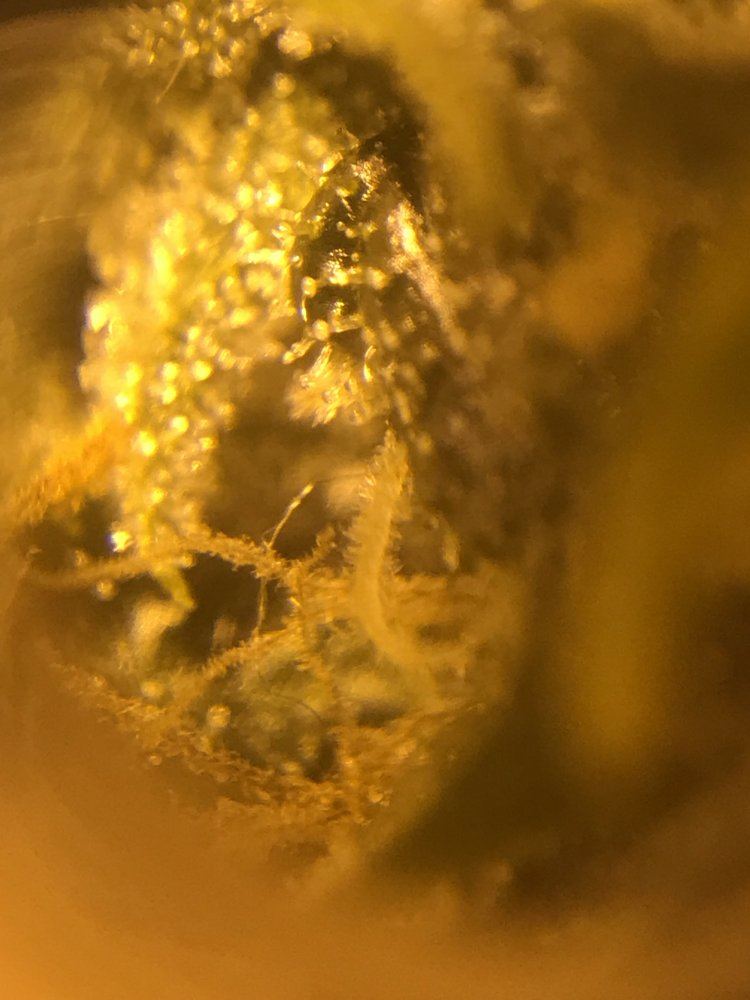 Need a little help identifying how ripe my trichomes are pictures attached and when to harvest 8