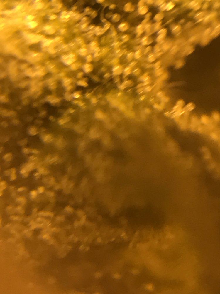 Need a little help identifying how ripe my trichomes are pictures attached and when to harvest 9
