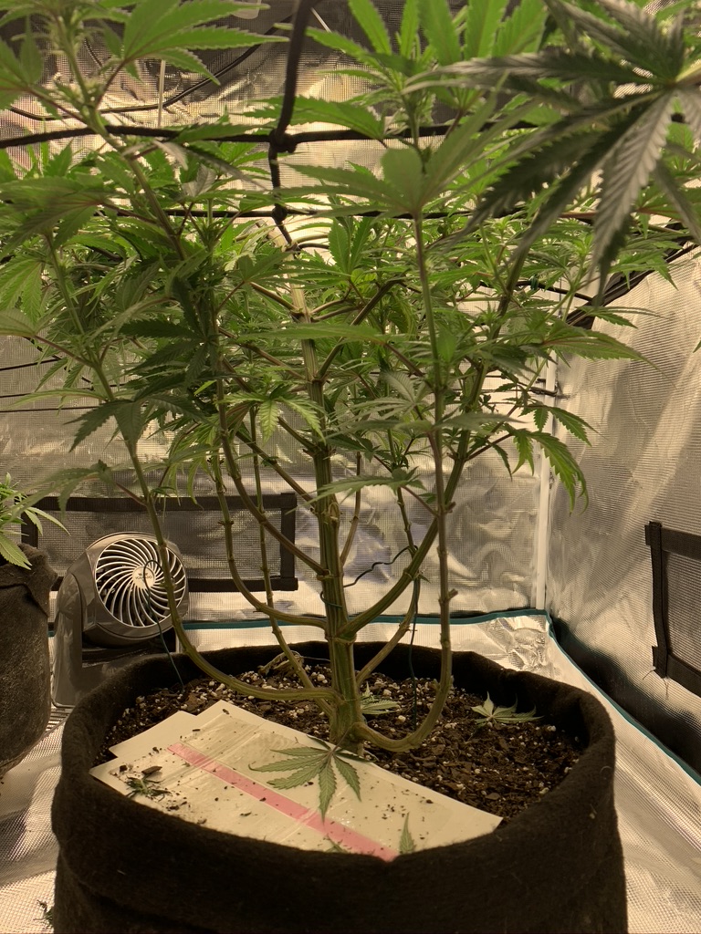 Need advice 2 weeks into flower and i dont know what to cut introduced scrog late  will my sc
