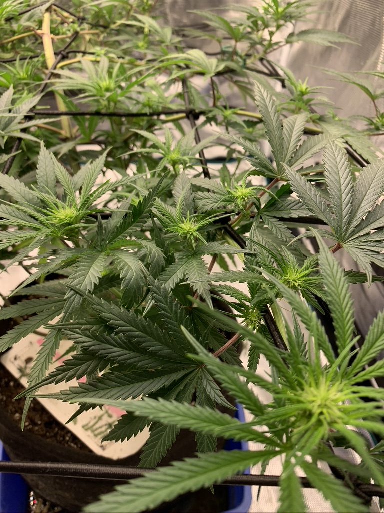 Need advice 2 weeks into flower and i dont know what to cut introduced scrog late  will my sc