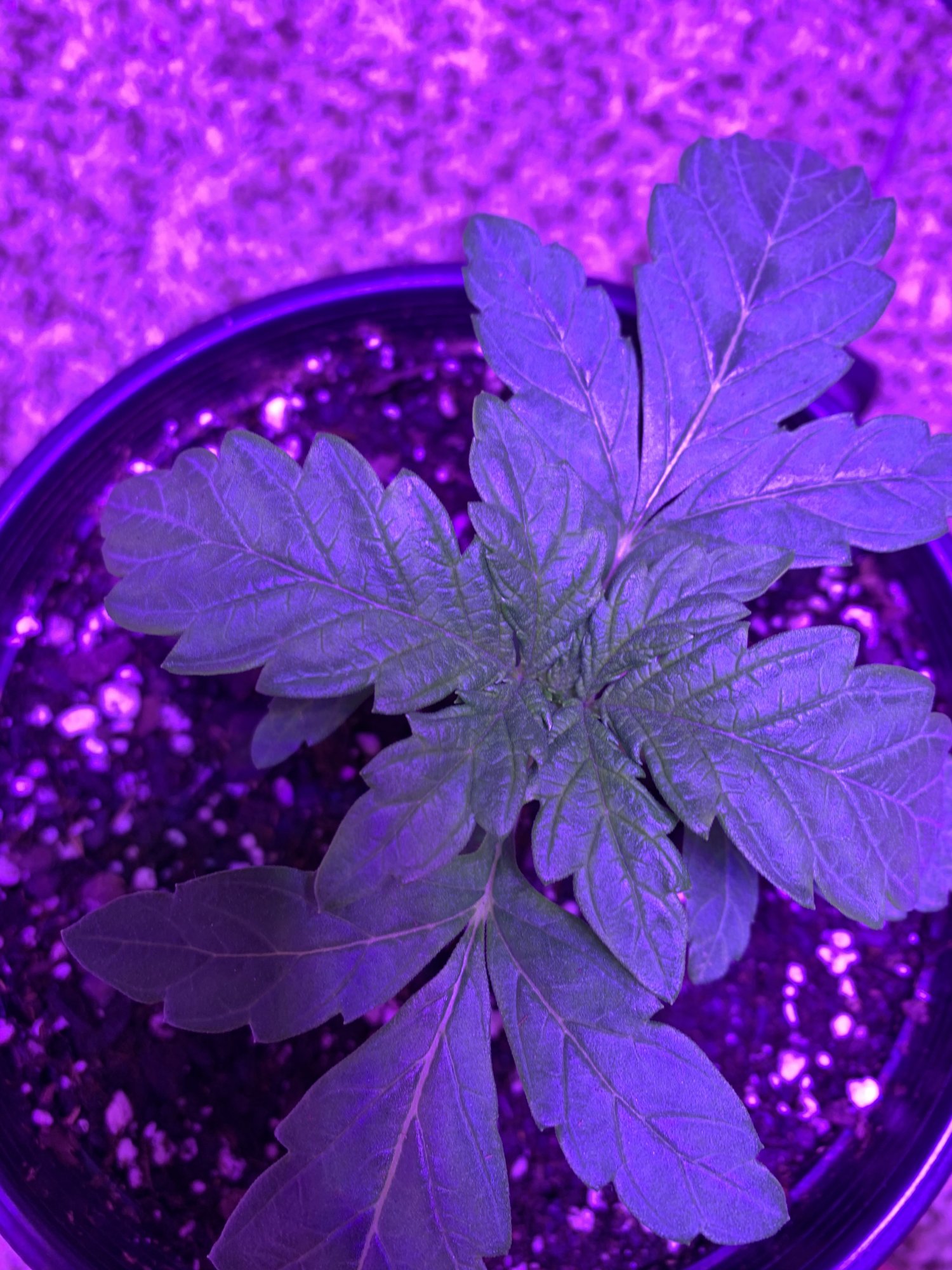 Need advice as soon as possible plants are in critical condition 2