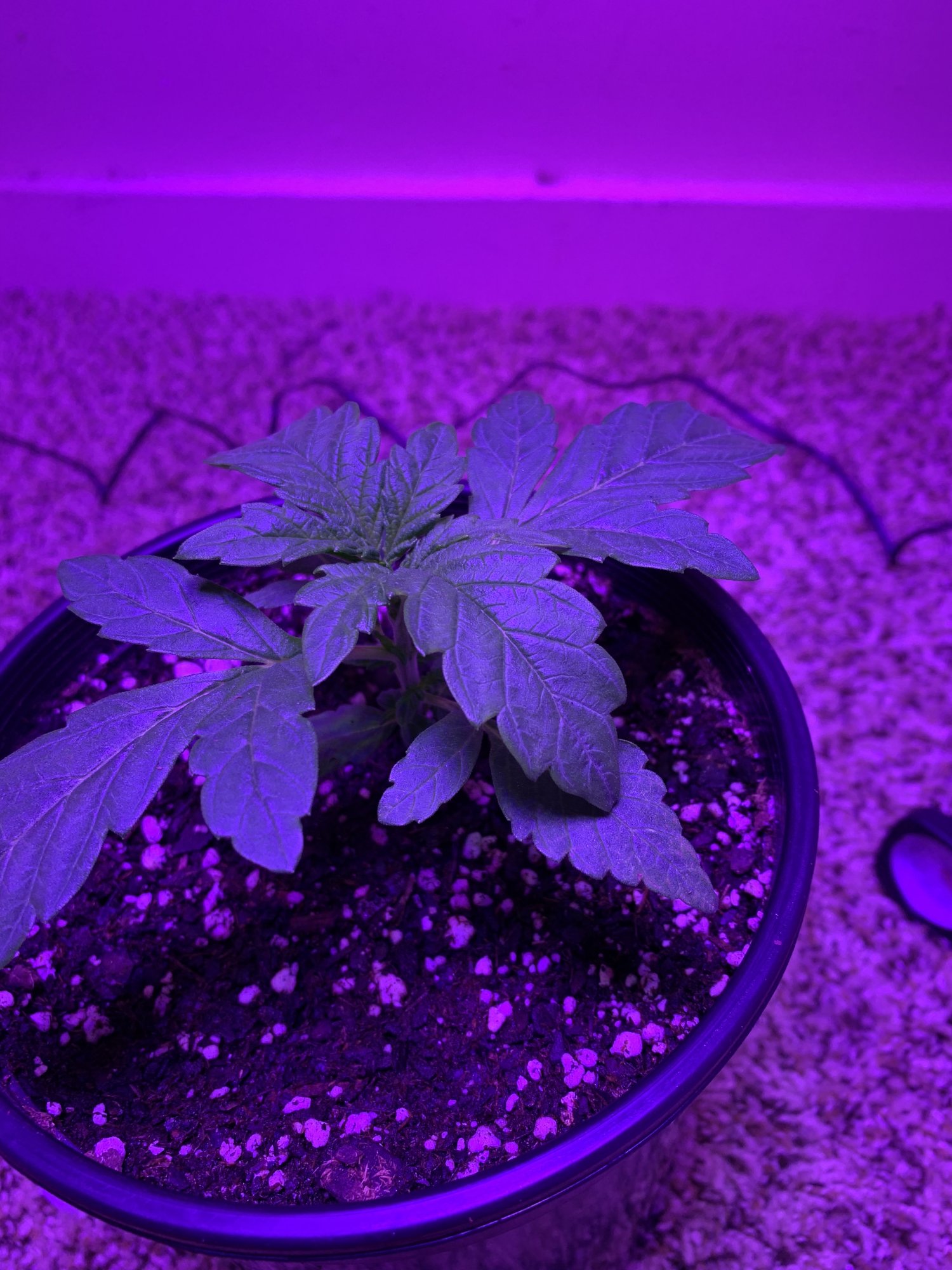 Need advice as soon as possible plants are in critical condition 3