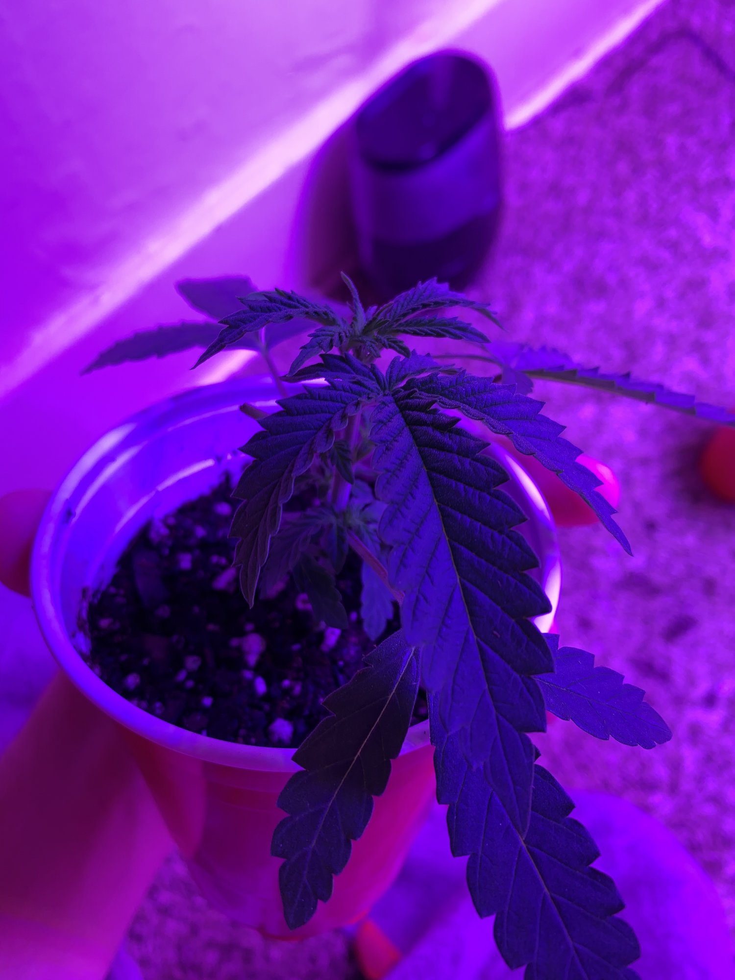 Need advice as soon as possible plants are in critical condition 4