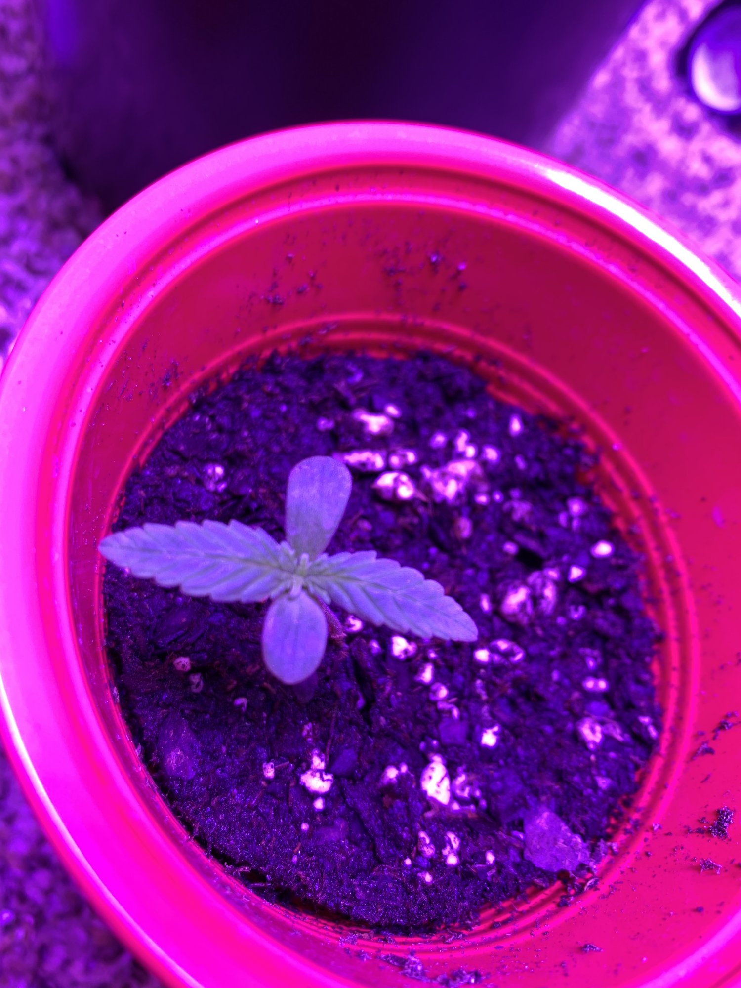 Need advice as soon as possible plants are in critical condition 5
