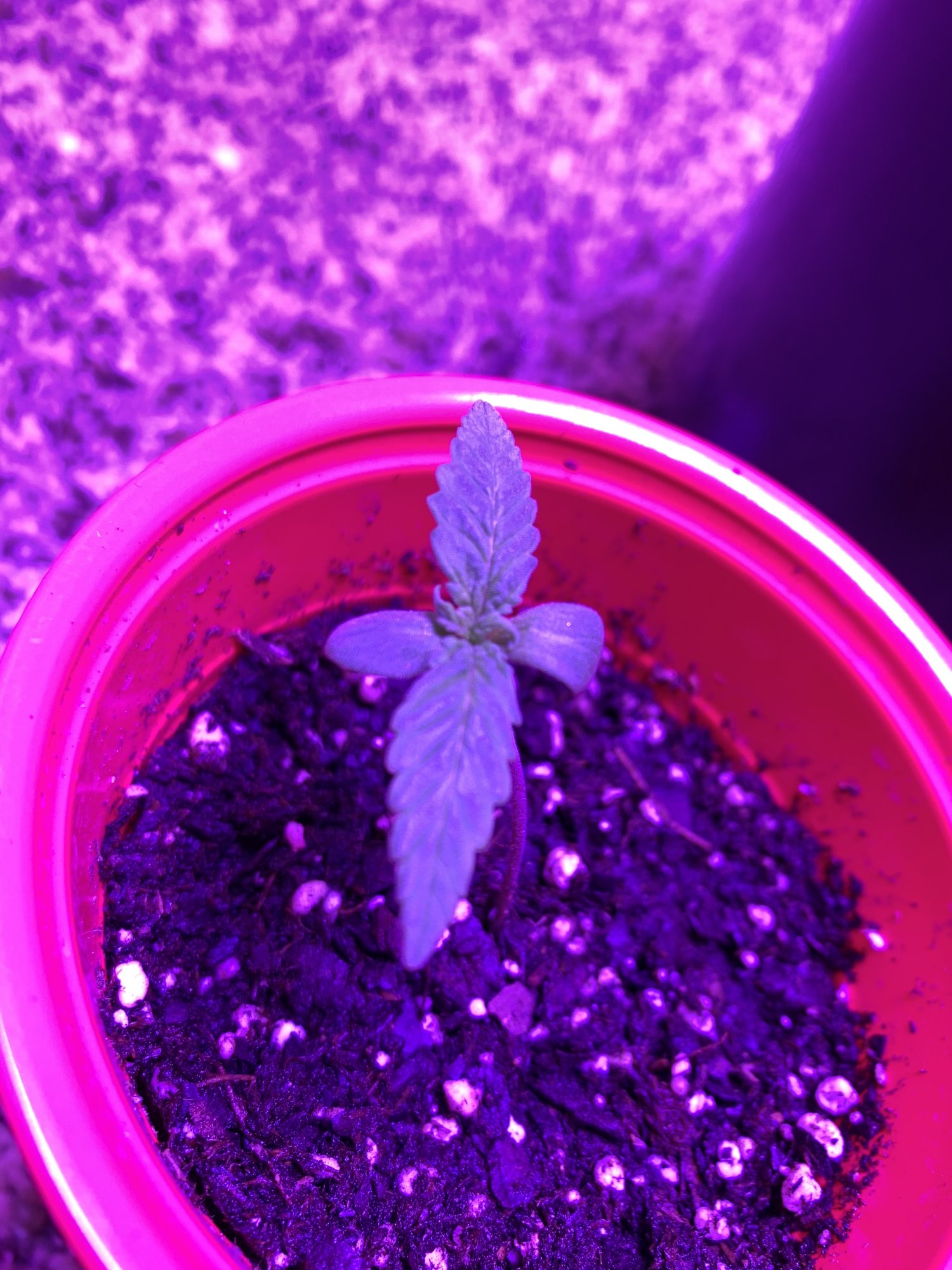 Need advice as soon as possible plants are in critical condition 6
