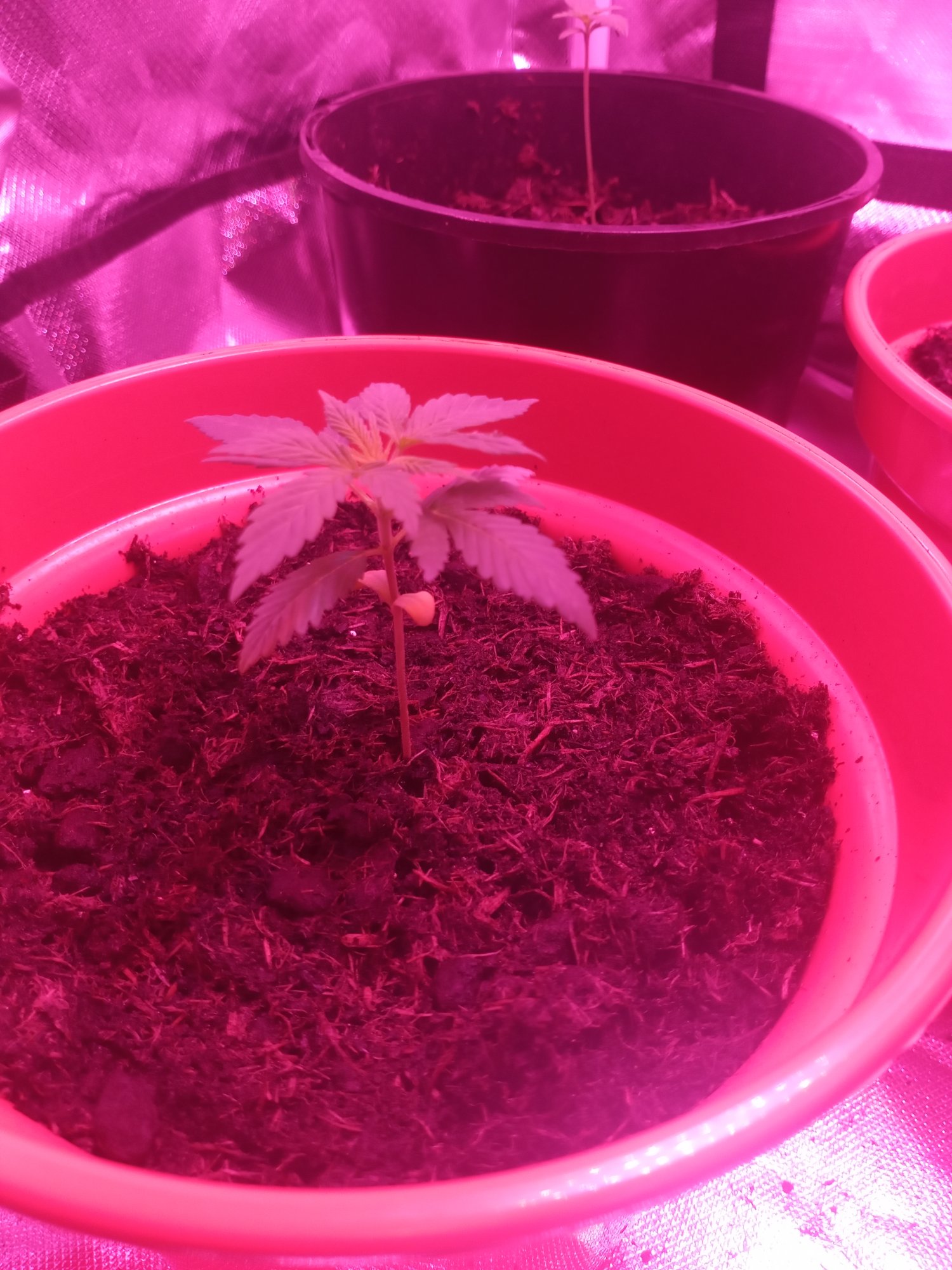 Need advice entering 3rd week of my first grow 2