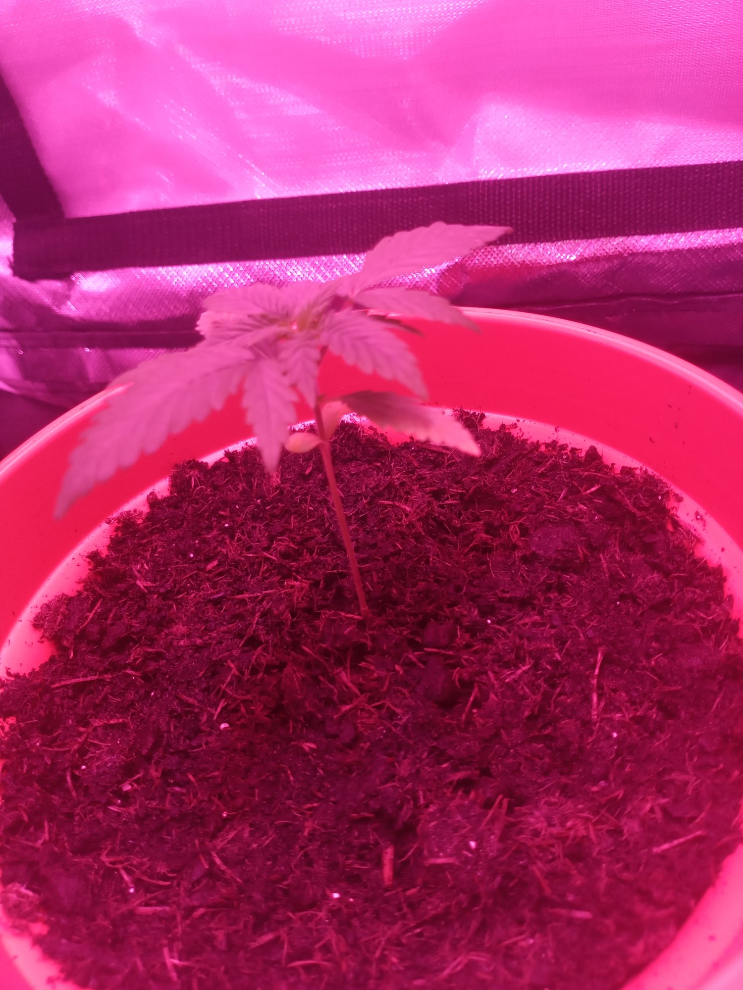 Need advice entering 3rd week of my first grow 3