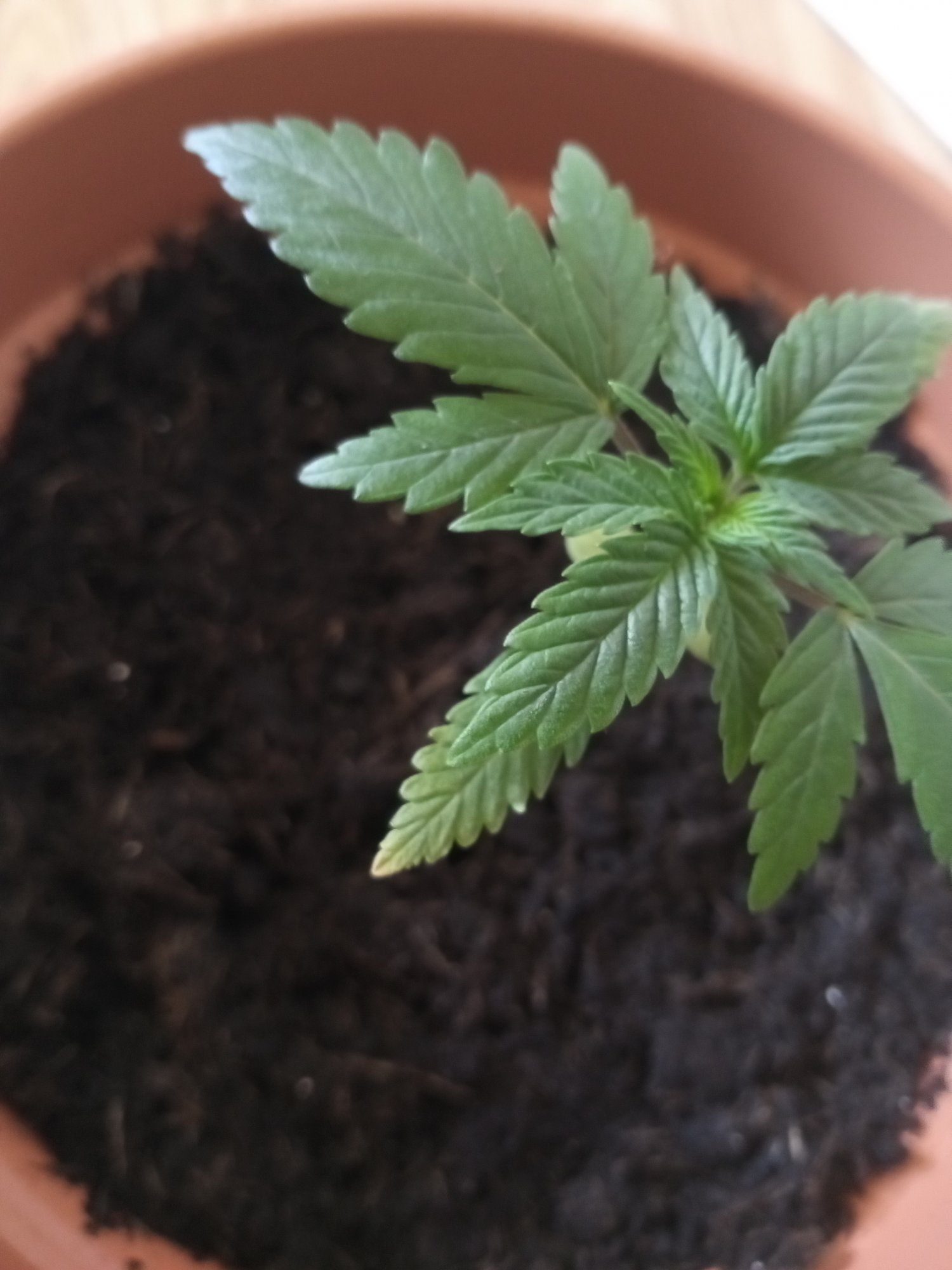 Need advice entering 3rd week of my first grow 5