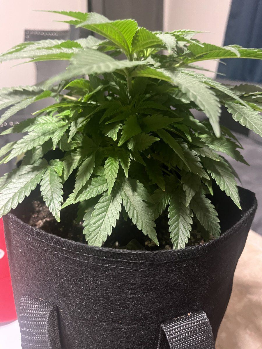 Need advice first time growing 2