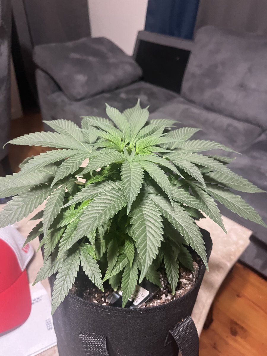 Need advice first time growing