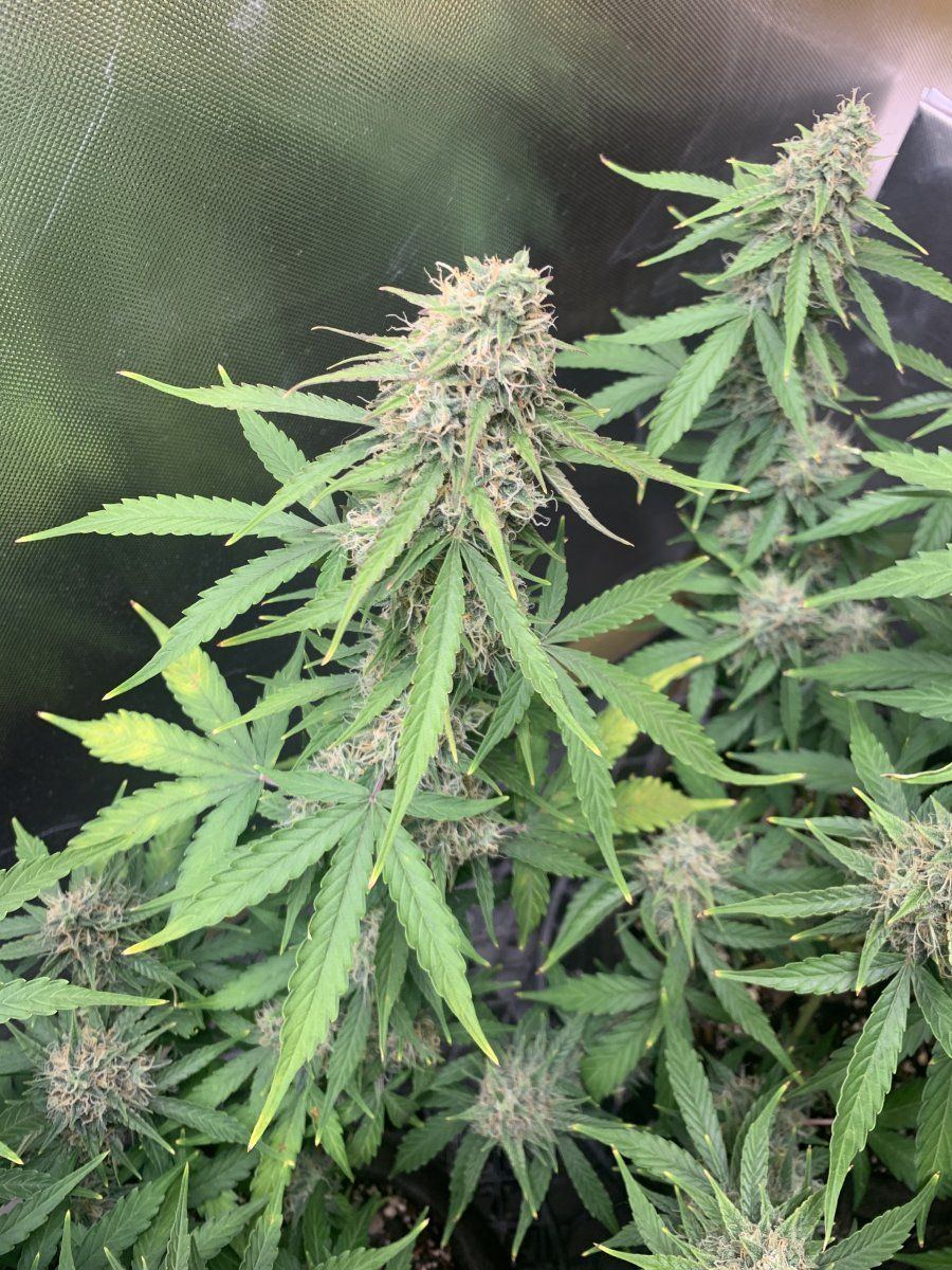 Need advice for one last push 3